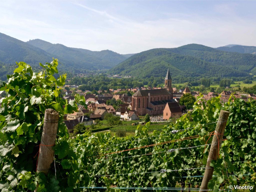 Atelier vigneron en Alsace