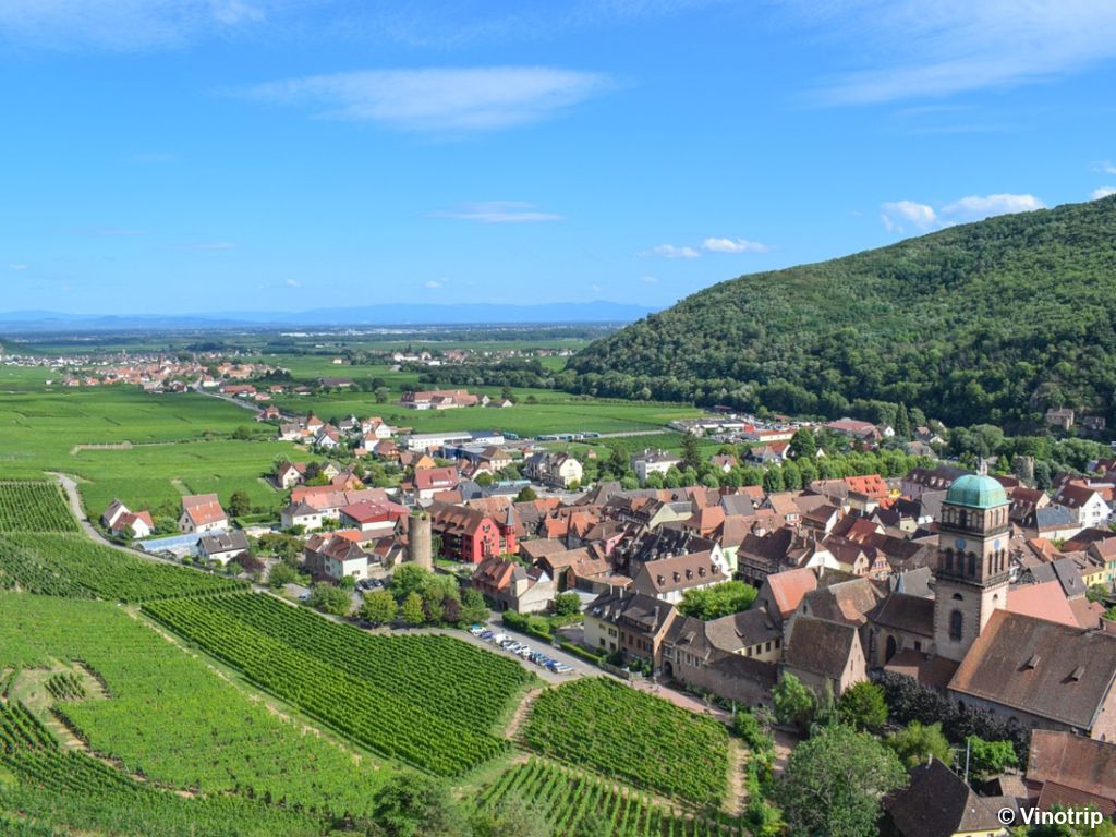 Atelier vigneron en Alsace - 6