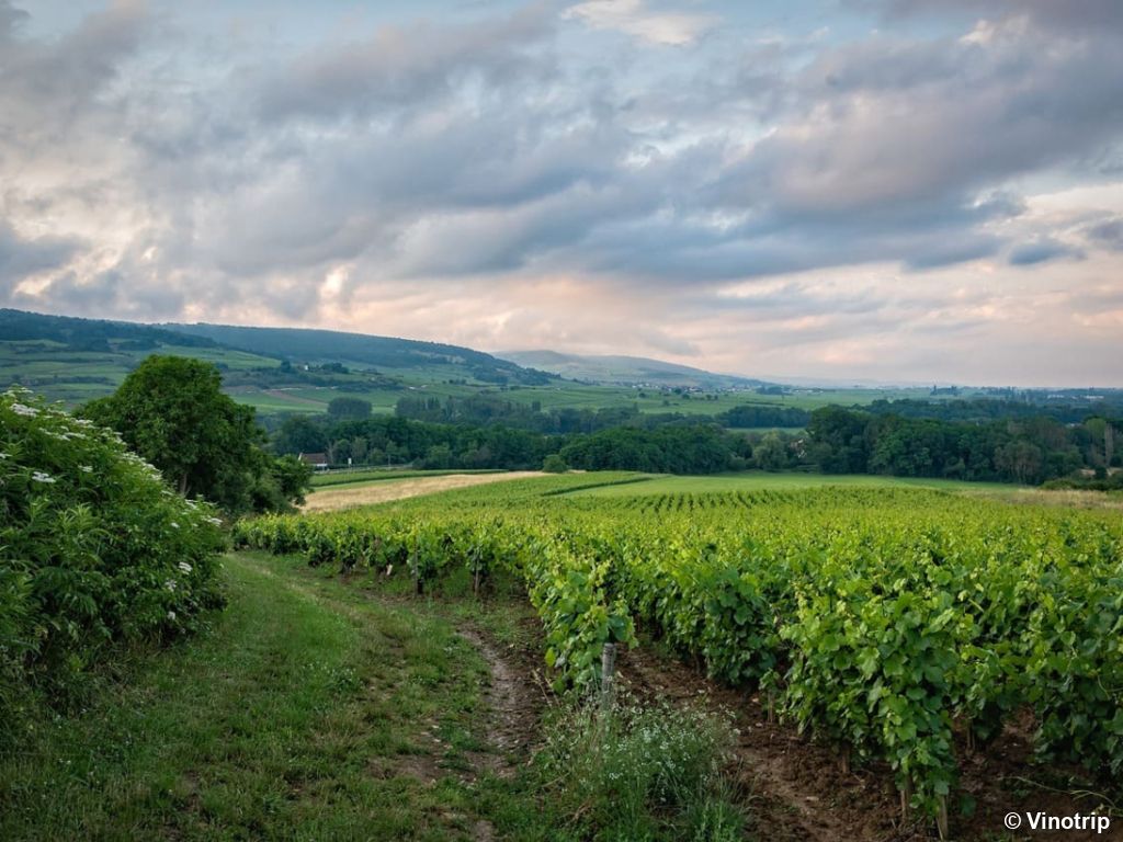 Visite de cave Beaujolais - 1