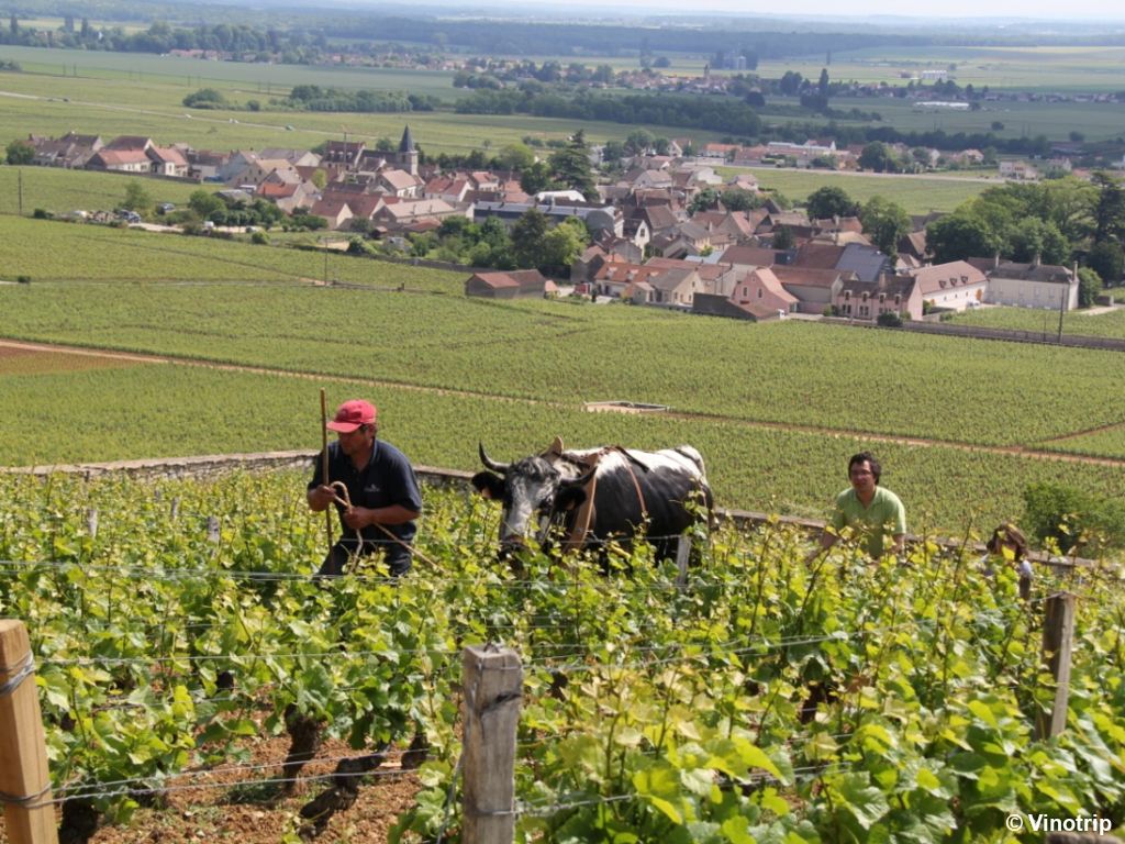 Table d'hôtes chez le vigneron en Bourgogne