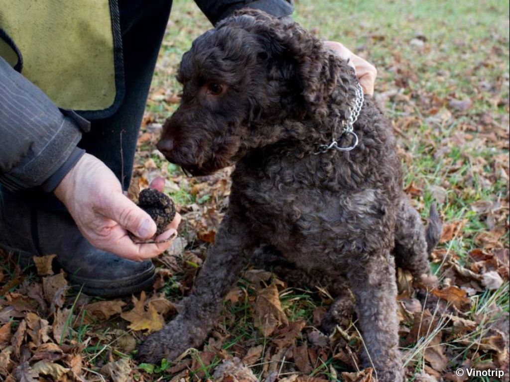 Table d'hôtes chez le vigneron en Bourgogne - 4