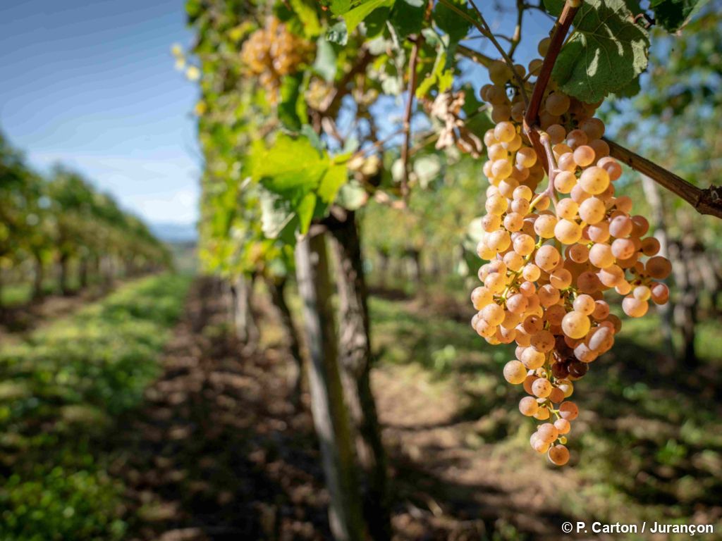 Greens & coteaux - 4