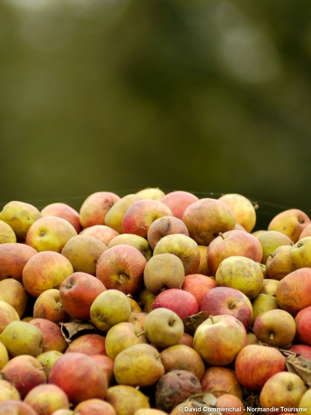 Sur la route du cidre - 5