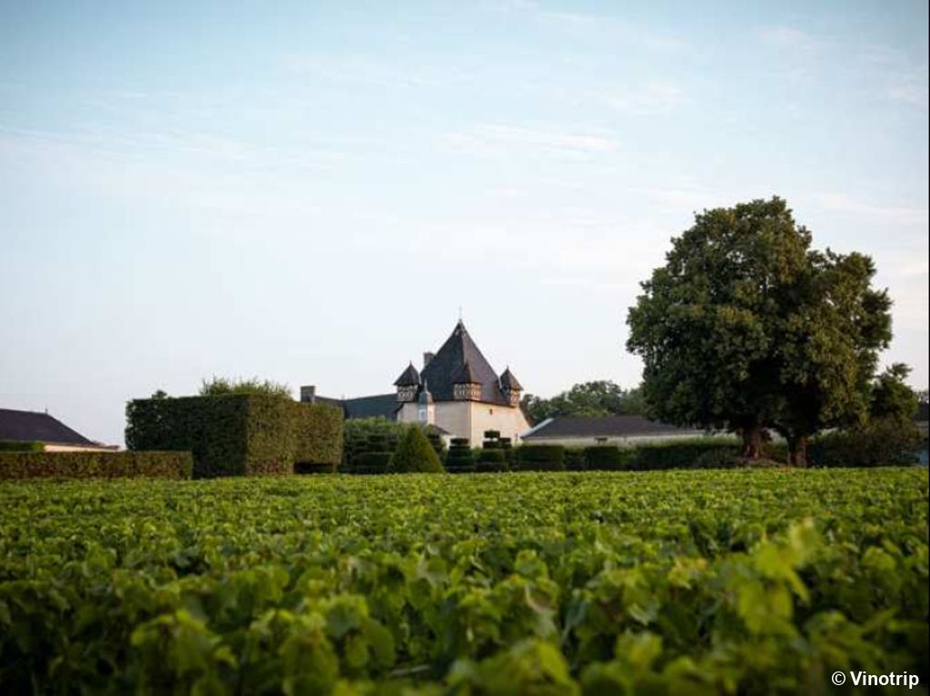 Voyage Sensoriel Dans Les Vignes Du Beaujolais - 1