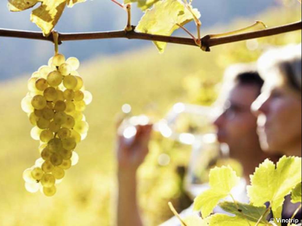 Relaxation dans le vignoble Bordelais